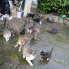 ISPCA Launches Trap, Neuter and Return Campaign